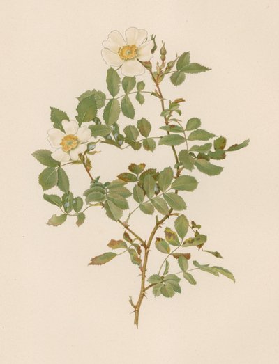 Rosa inglese da English School